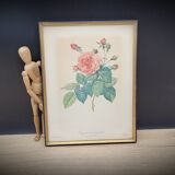 Lithograph Bengal Rose with large leaves