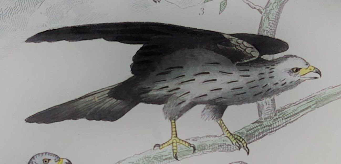 Original ornithological plate "Condor - Buzzard - Kite - &c..." Buffon 1836