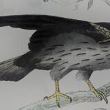 Planche ornithologique originale "Condor - Buse - Milan - &c... " Buffon 1836