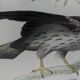 Original ornithological plate "Condor - Buzzard - Kite - &c..." Buffon 1836