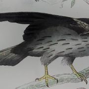 Original ornithological plate "Condor - Buzzard - Kite - &c..." Buffon 1836