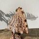 Shell lamp 1970 vintage mother-of-pearl to pose or bedside