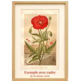 Gravure ancienne 1889 - Bourrache par Lefevre. Lithographie fleur botanique