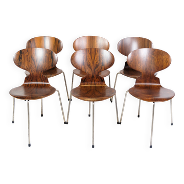 Set Of 6 Ant Chairs Model 3101 Made In Rosewood By Arne Jacobsen For Fritz Hansen From 1950s