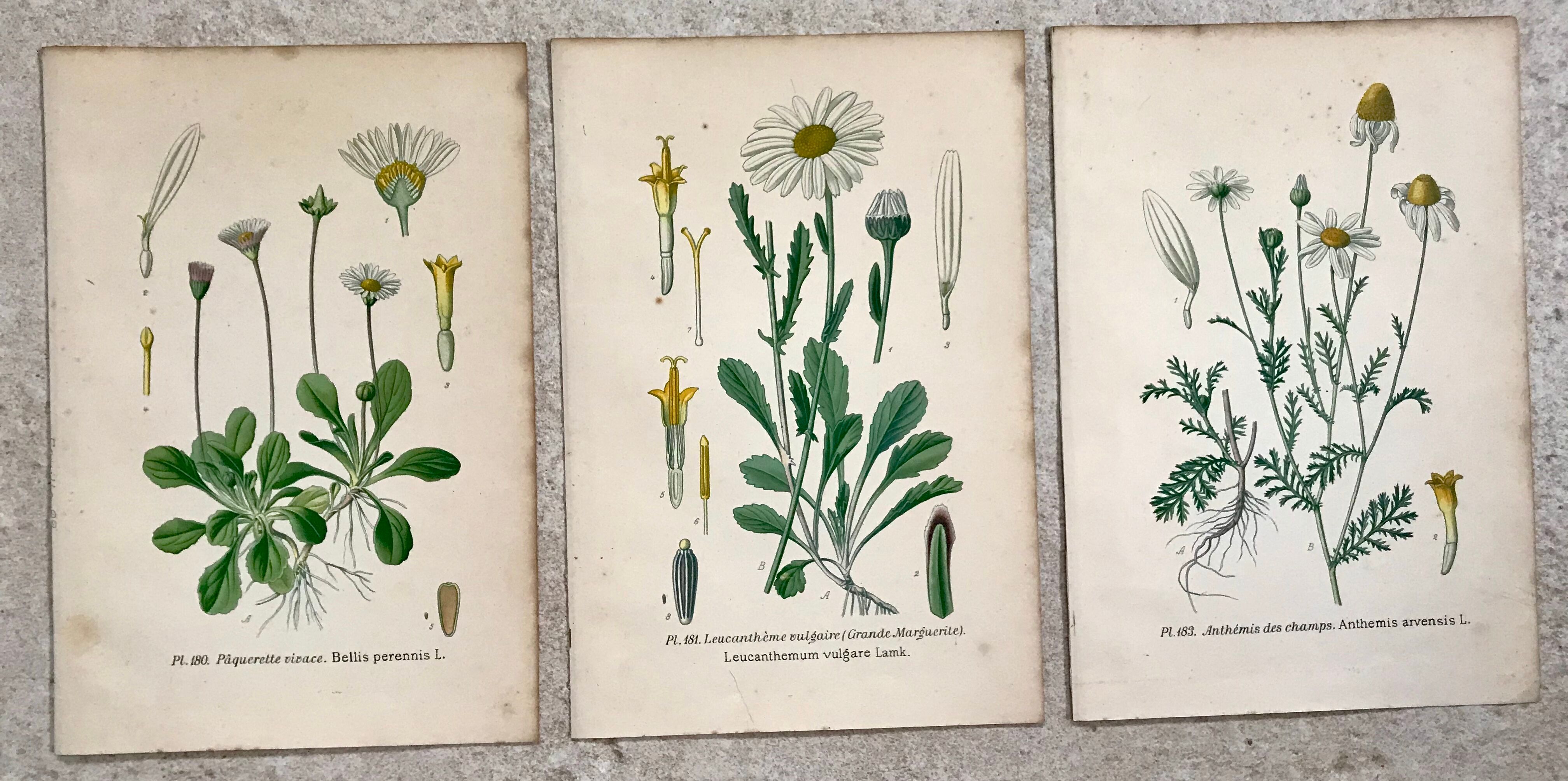 Botanical flowering boards of 19th century fields