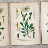 Botanical flowering boards of 19th century fields