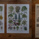 Set of original lithographs