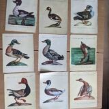 9 illustrations of ducks