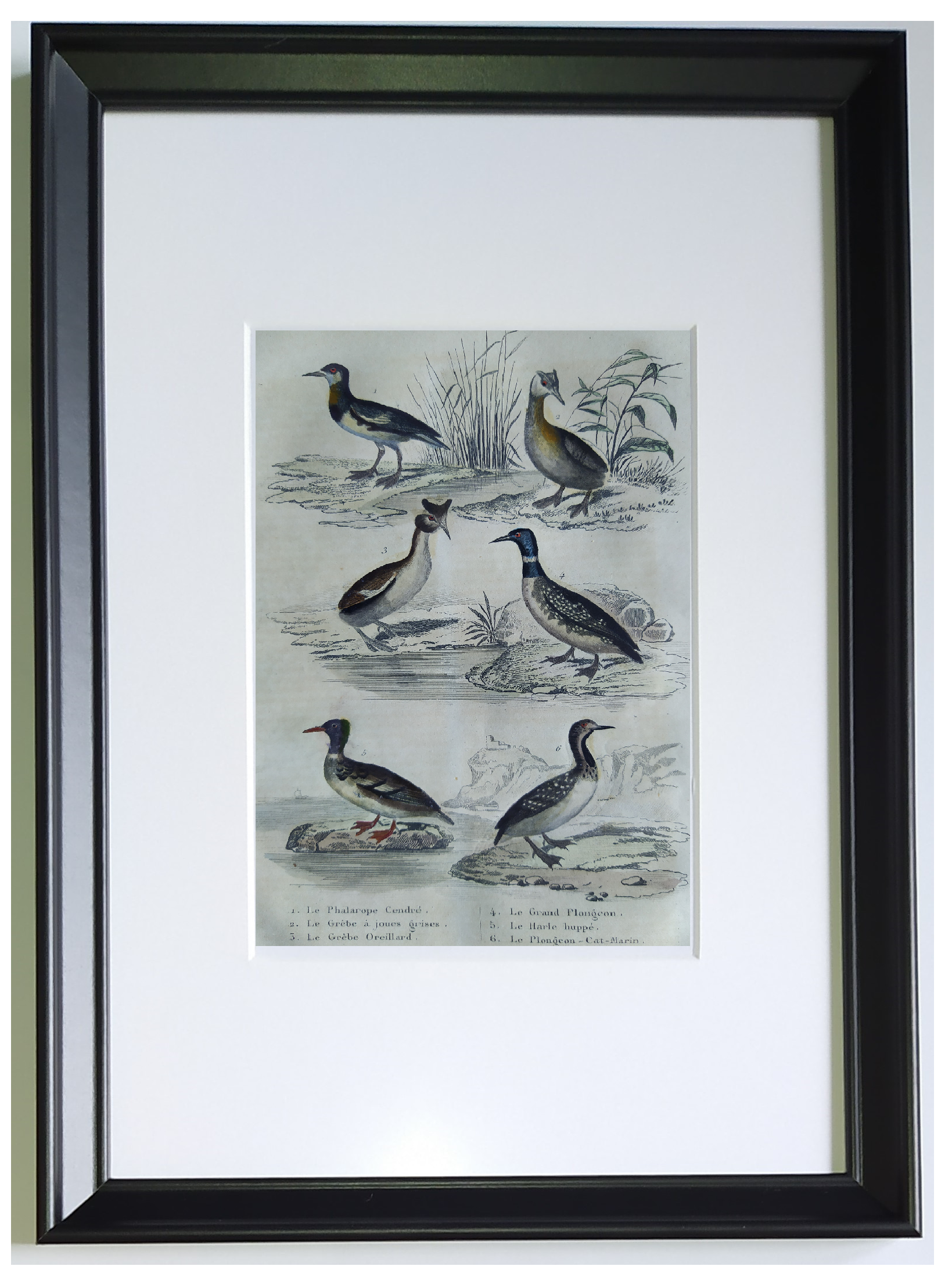 Original ornithological plate " Phalarope ashy - Gray-cheeked hail - &c... Buffon (1837)