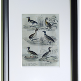 Original ornithological plate " Phalarope ashy - Gray-cheeked hail - &c... Buffon (1837)