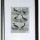Original ornithological plate " Phalarope ashy - Gray-cheeked hail - &c... Buffon (1837)