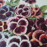 Botanical engraving from 1897 - Large-spotted pansy - Old flower plate by E.Godard