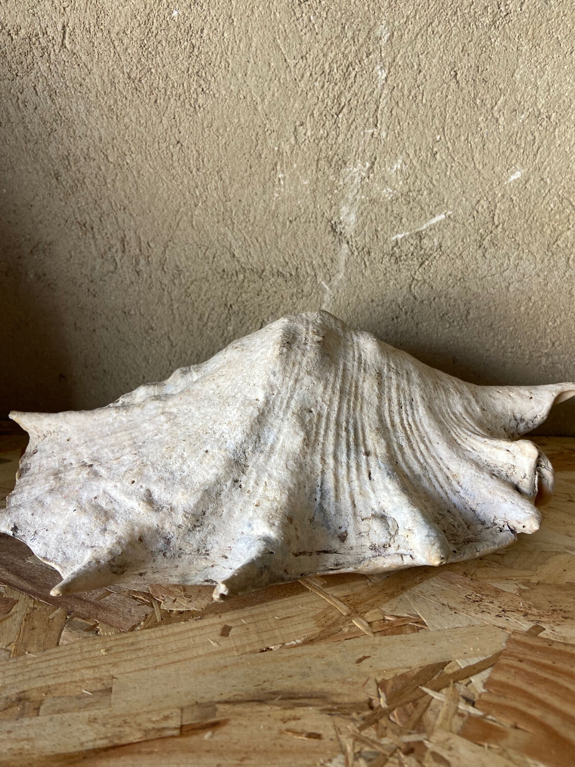Vide poche coquillage