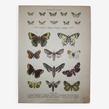 Gravure ancienne de Papillons - Lithographie de 1887 - Vanessa - Illustration originale