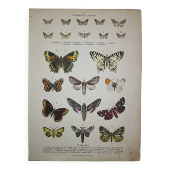 Old engraving of Butterflies - Lithograph from 1887 - Vanessa - Original illustration