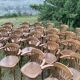 30 vintage bentwood bistro cafe restaurant chairs