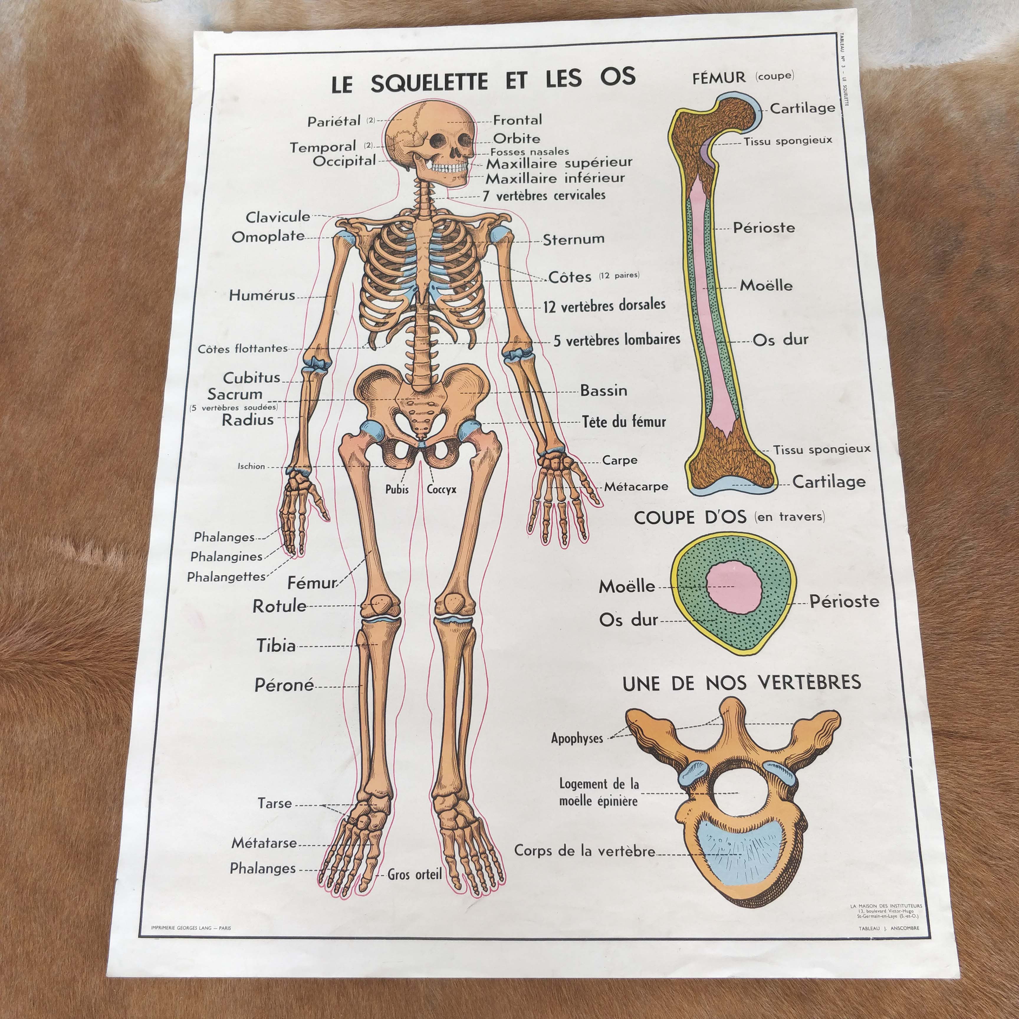 School map and wooden frame MDI Human body