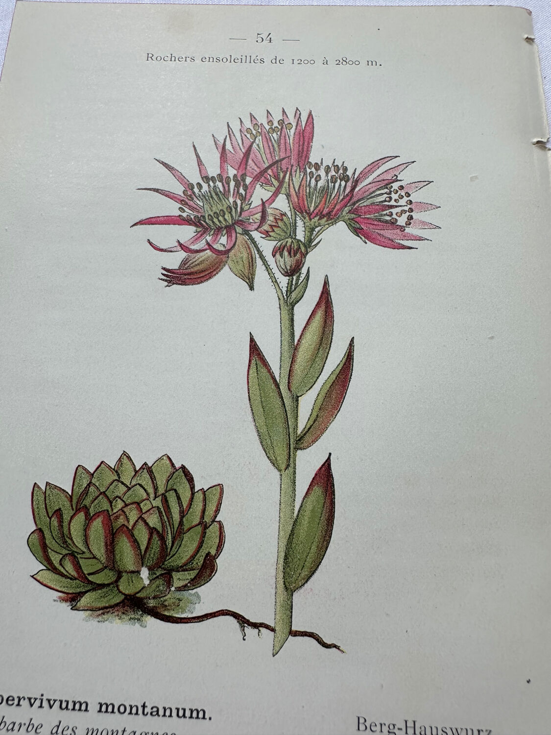 Botanical engraving 18th century French naturalist plate double-sided