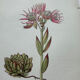Botanical engraving 18th century French naturalist plate double-sided