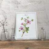 Botanical plank the Mauve