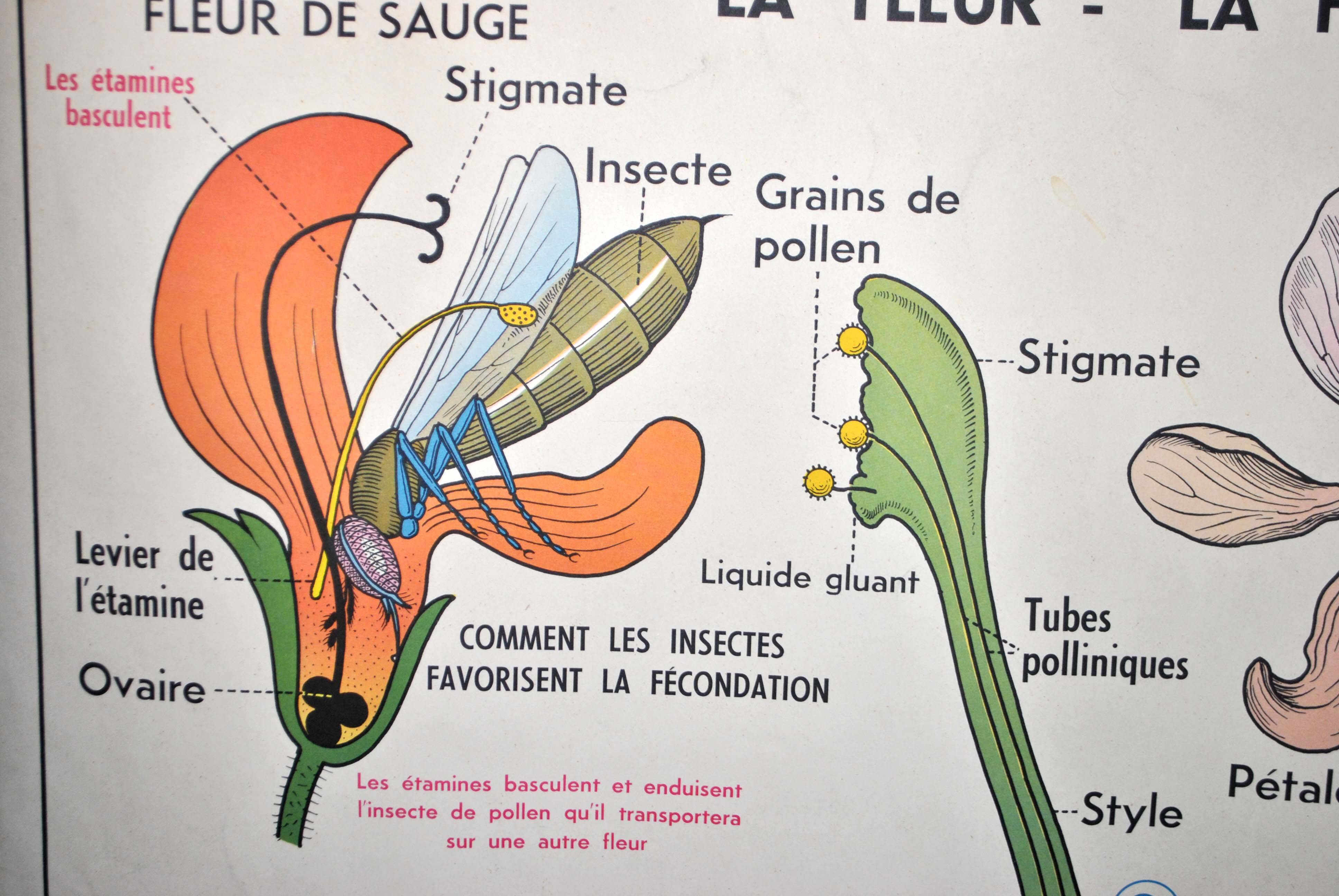 Nature school educational poster "plant multiplication" "the fertilization of a flower" lang