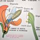 Nature school educational poster "plant multiplication" "the fertilization of a flower" lang