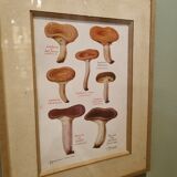 Frame botanical board mushrooms