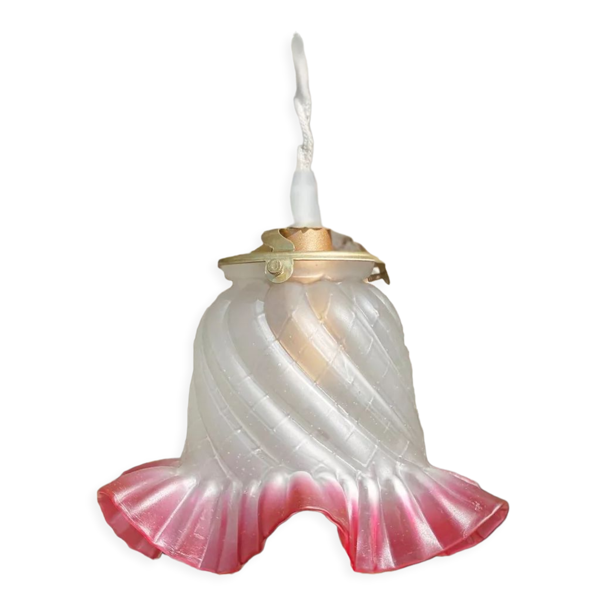 Globe tulip border fushia