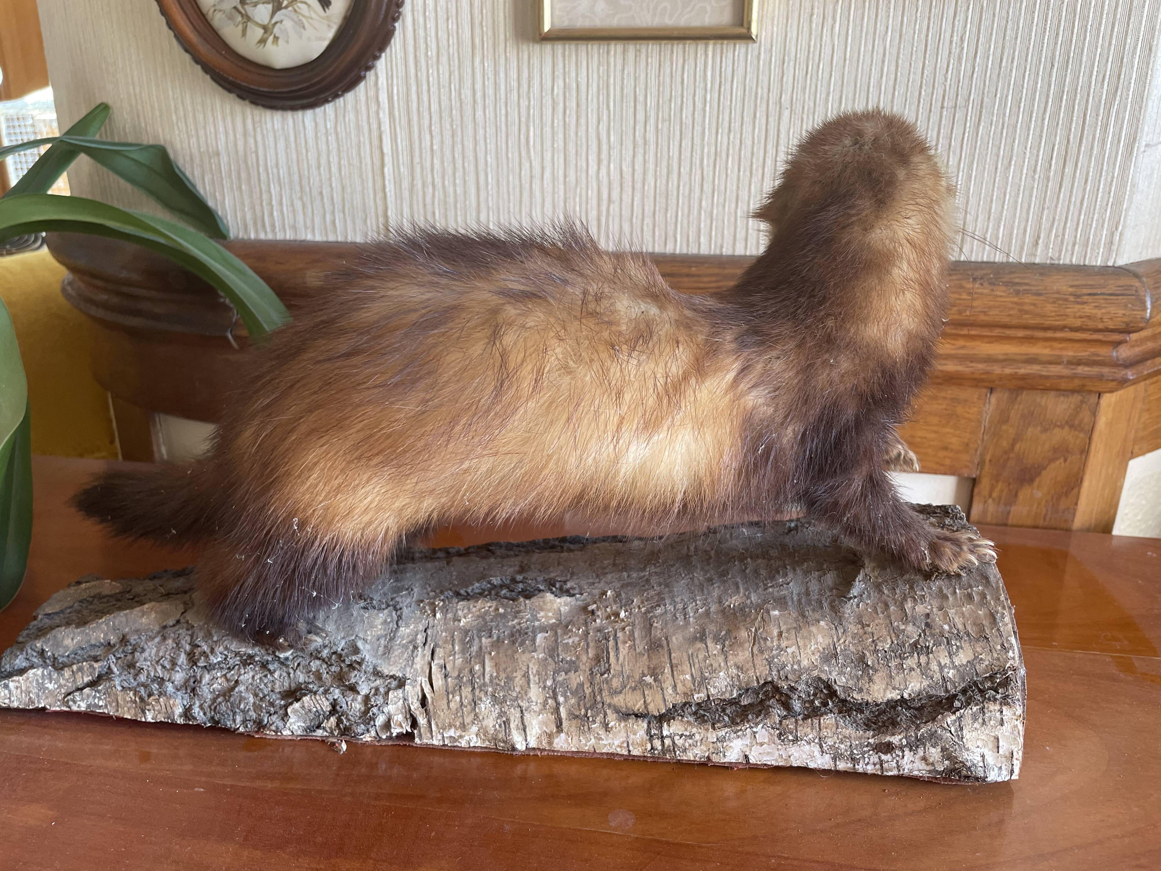 Taxidermy ferret curiosity cabinet