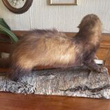 Taxidermy ferret curiosity cabinet