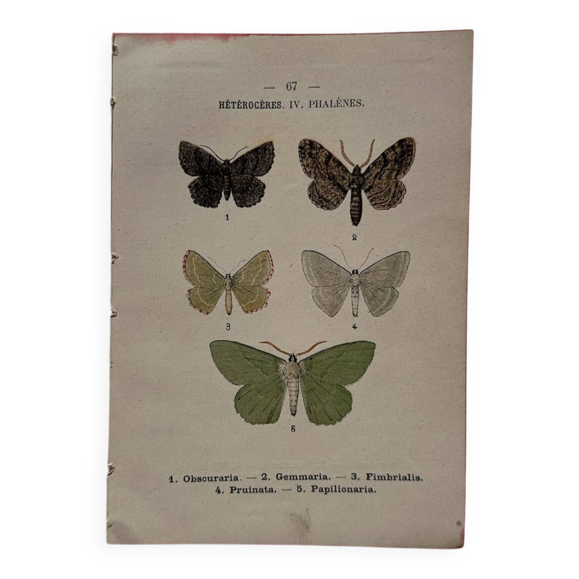 Botanical Plate 1800 Old naturalist engraving 19th century double-sided