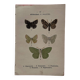 Botanical Plate 1800 Old naturalist engraving 19th century double-sided