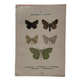 Botanical Plate 1800 Old naturalist engraving 19th century double-sided
