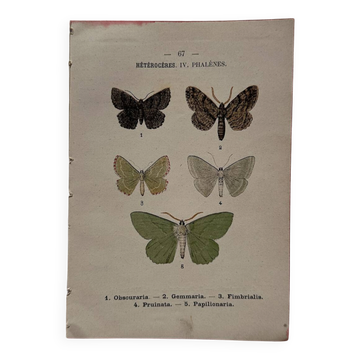 Botanical Plate 1800 Old naturalist engraving 19th century double-sided