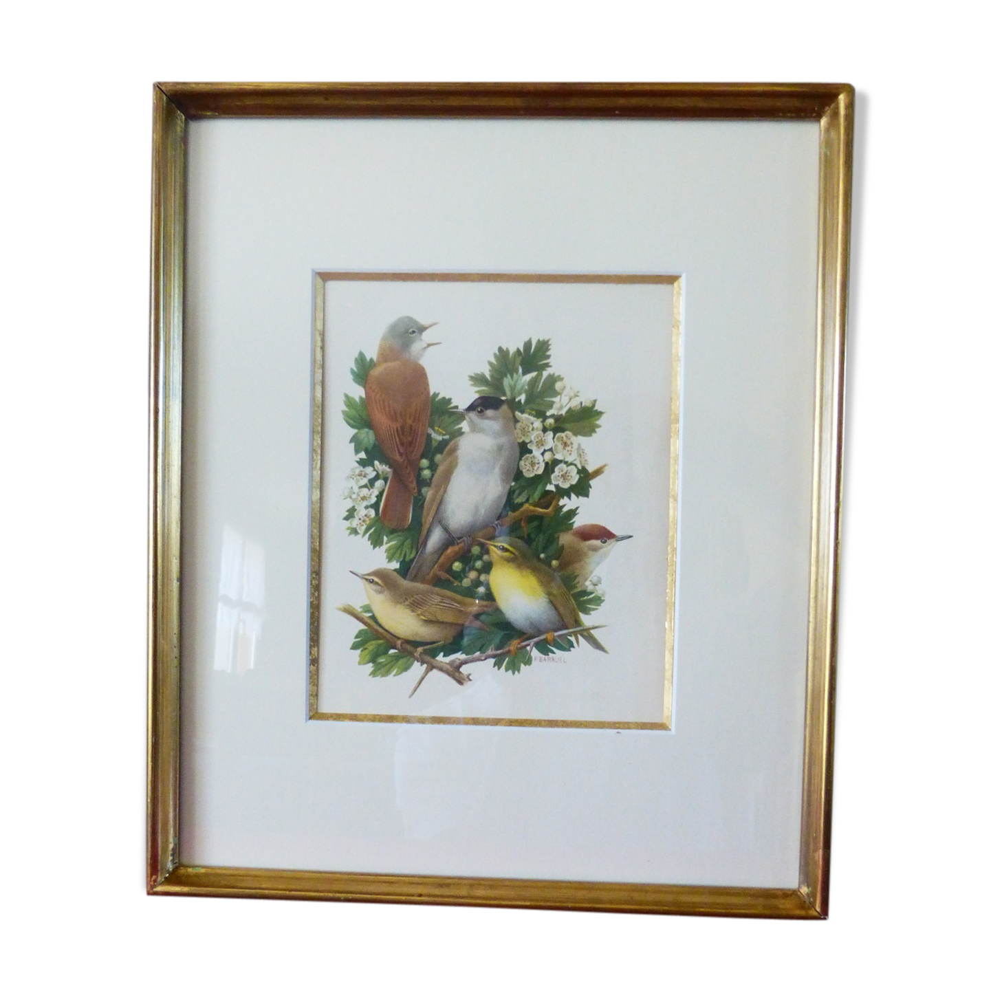 Birds - collection Hepatior N ° 3