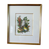 Birds - collection Hepatior N ° 3