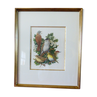 Birds - collection Hepatior N ° 3