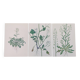 Set of 3 vintage botanical plates from 1978 - including Bristly Cardamine - Plant engraving