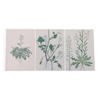 Lot de 3 planches botaniques vintage de 1978 - dont Cardamine hérissée - Gravure de plante