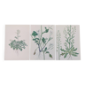 Lot de 3 planches botaniques vintage de 1978 - dont Cardamine hérissée - Gravure de plante
