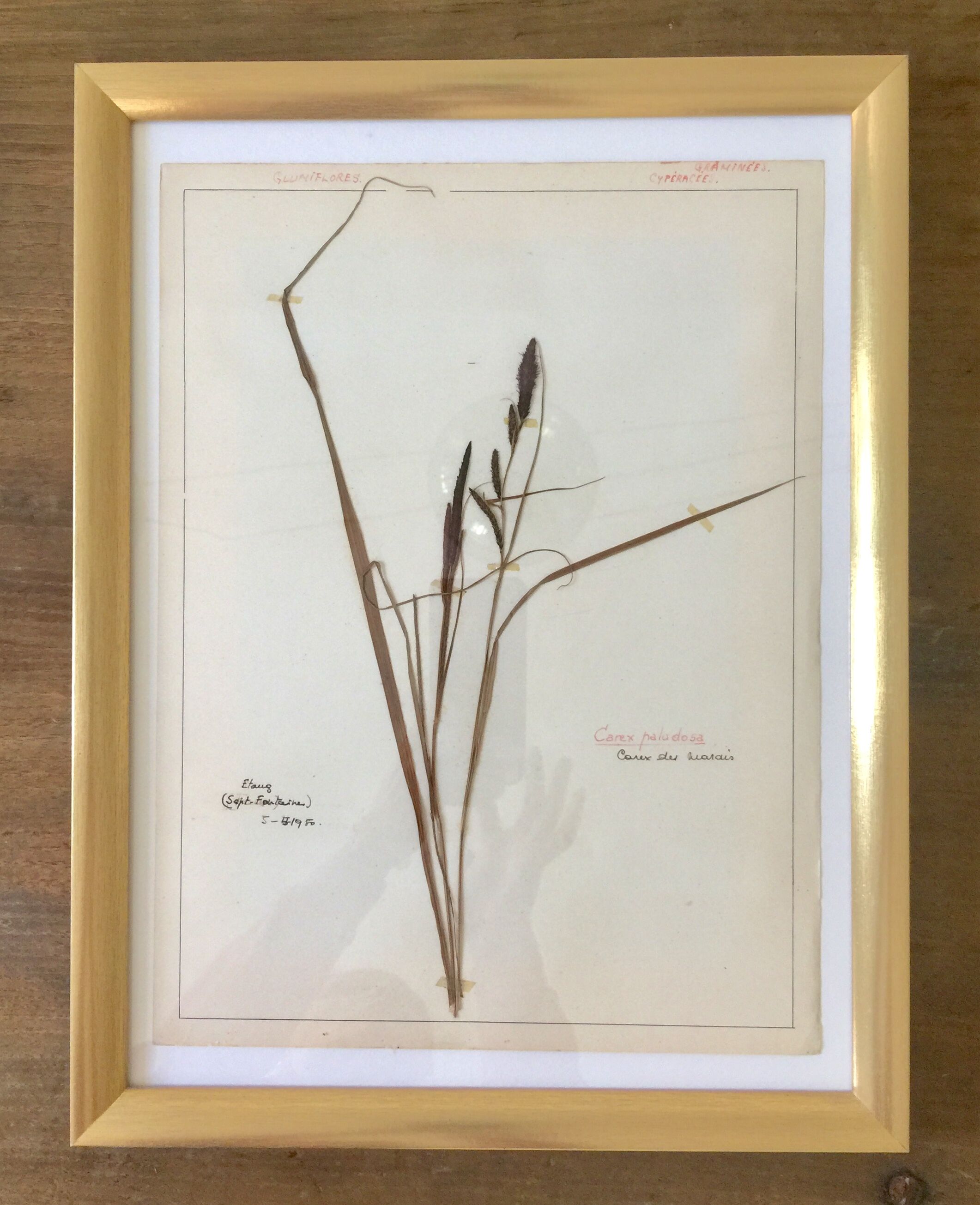 6 planches herbier datant de 1950 Provenance Belgique