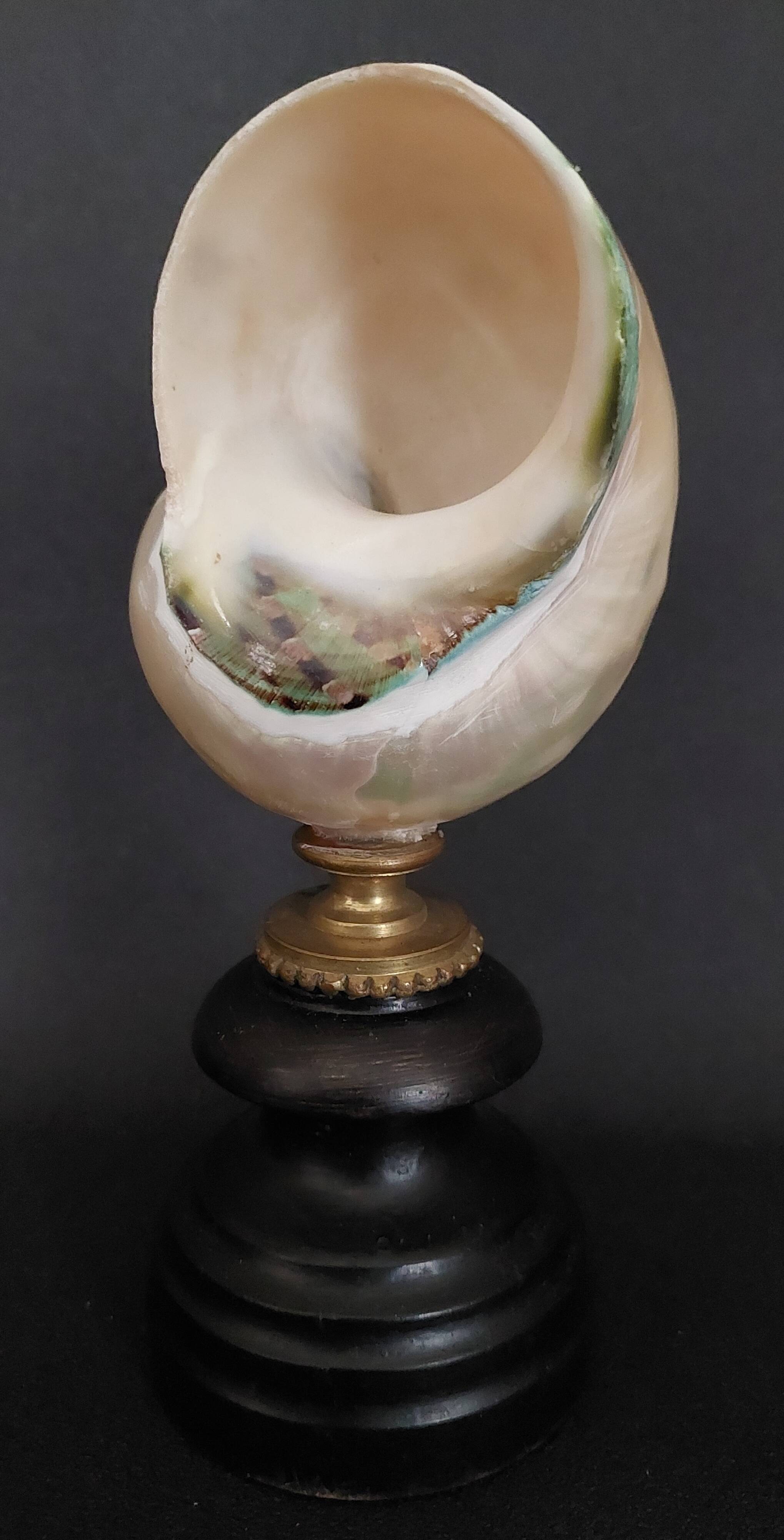Cabinet of Curiosities, pearly turbo imperialis shell on base