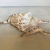 Lambis shell