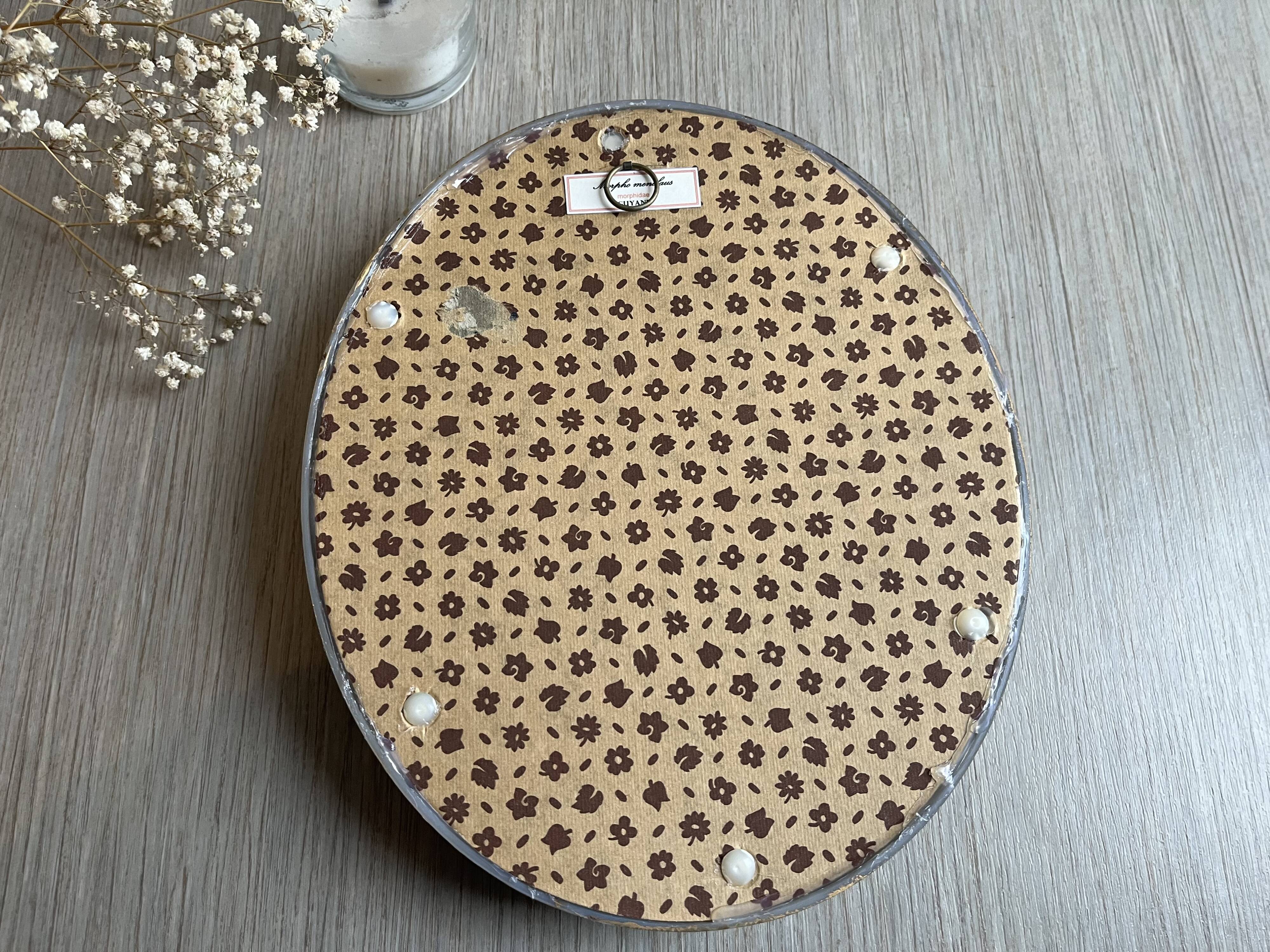 Butterfly domed glass frame "Morpho menelaus"