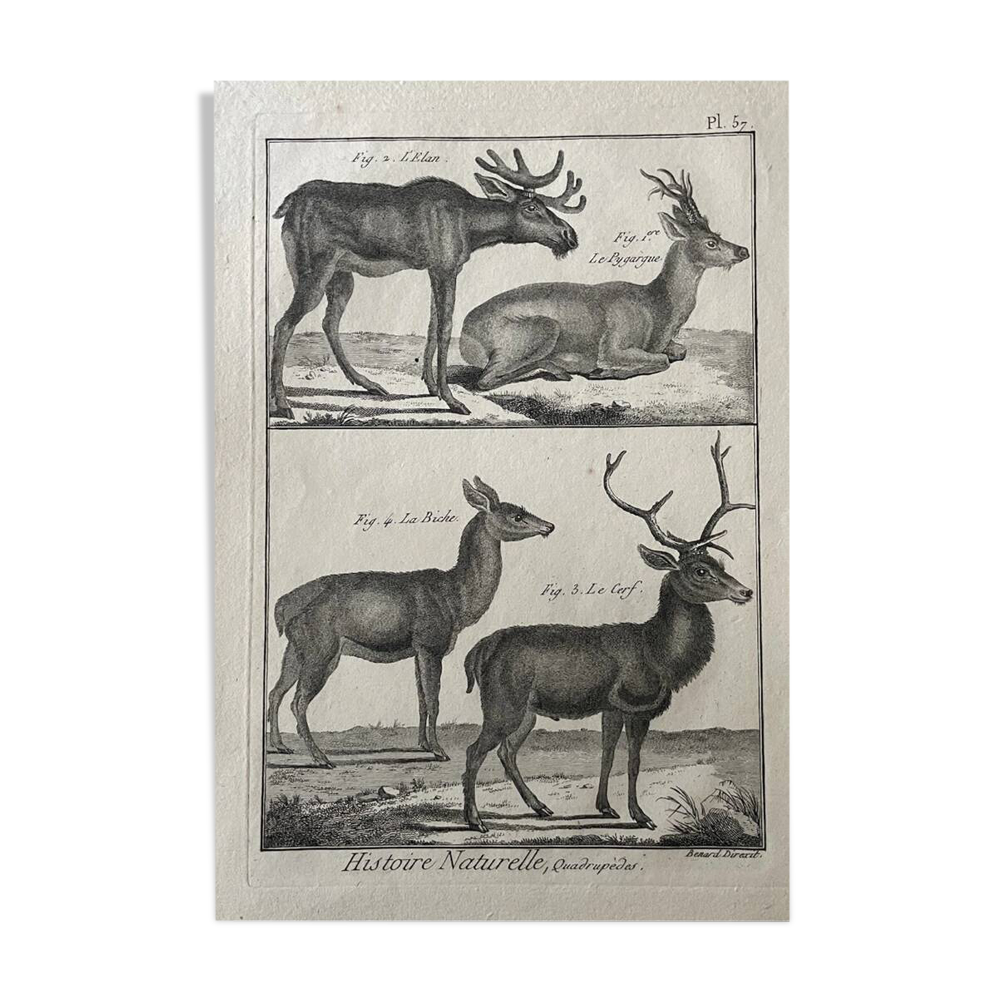 18th century engraving of deer, doe, Buffon, Bonnaterre, Natural History