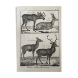 18th century engraving of deer, doe, Buffon, Bonnaterre, Natural History