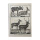 18th century engraving of deer, doe, Buffon, Bonnaterre, Natural History