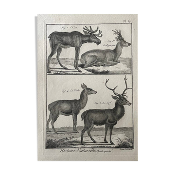 Gravure XVIIIe cerf, biche, Buffon, Bonnaterre, Histoire naturelle