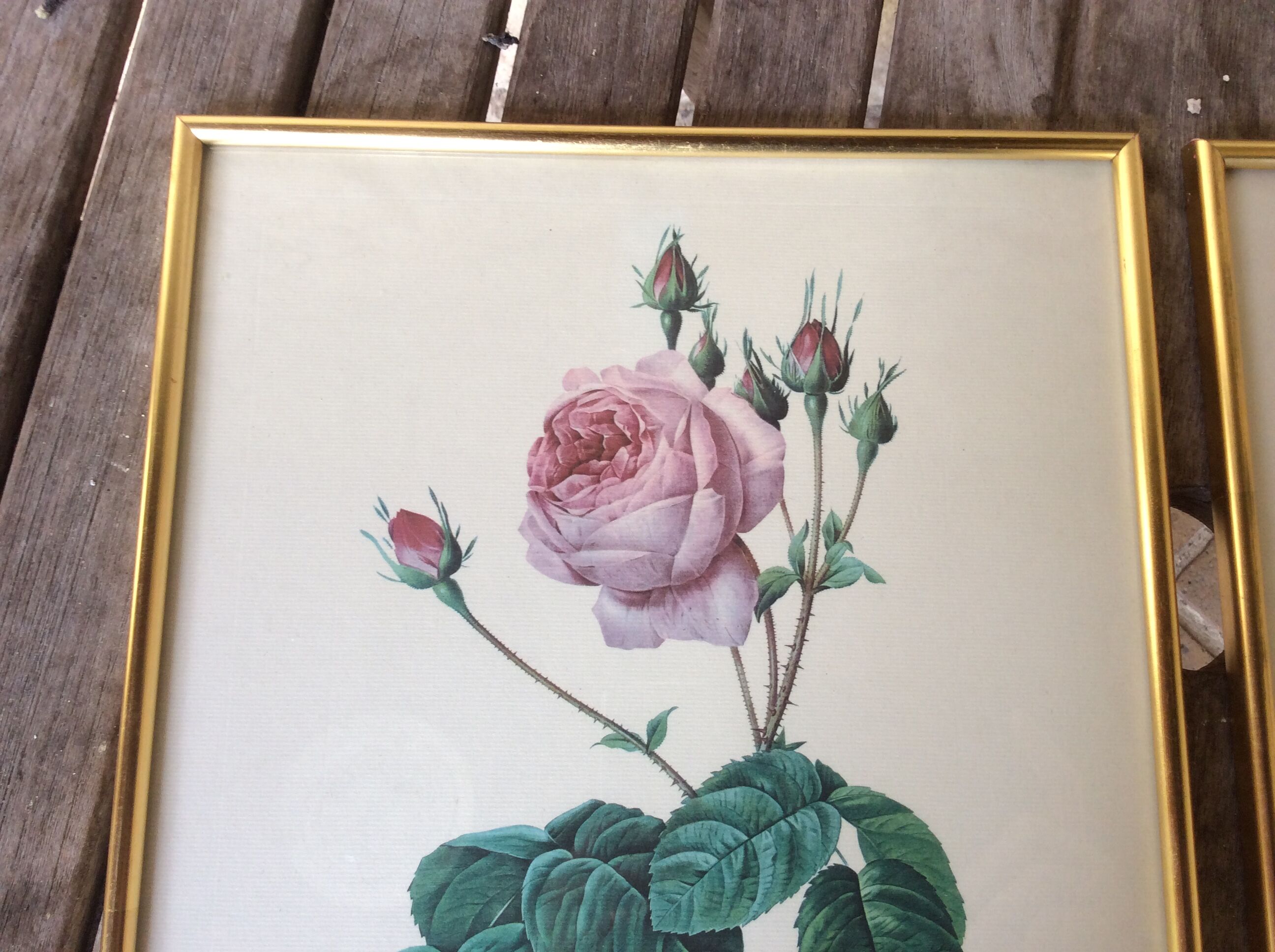 Illustration Feared, lettuce leaf rose