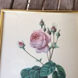 Illustration Feared, lettuce leaf rose